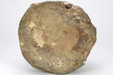 Rare, Sauropod Dinosaur (Pelorosaurus) Vertebra - England #206427-3